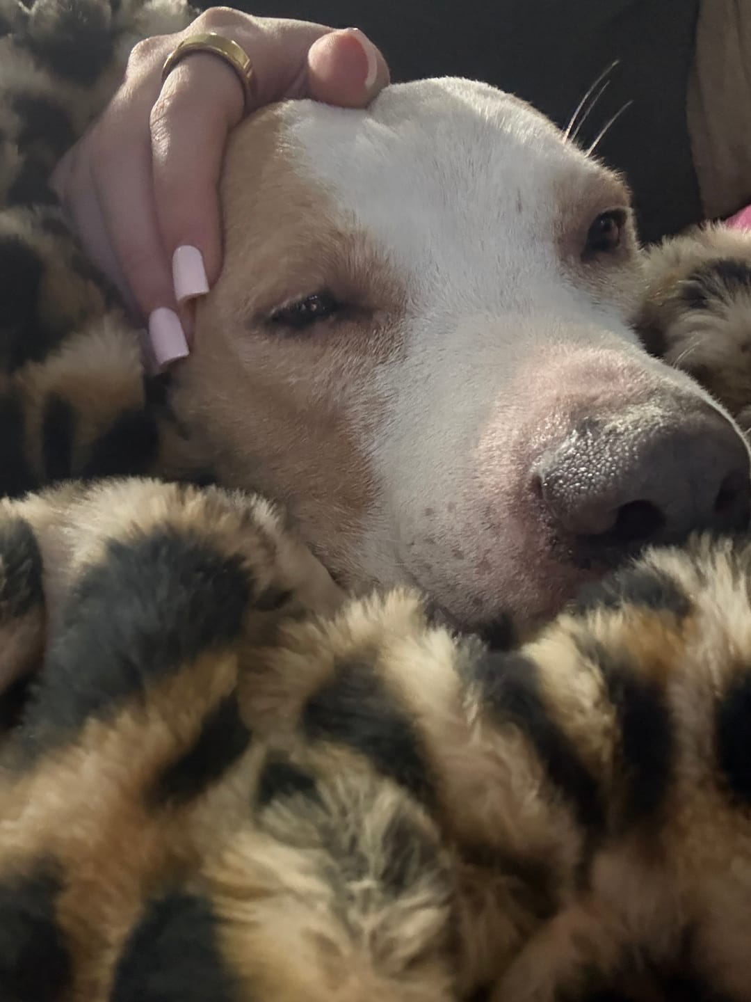 Customer photo review of Hugs Golden Leopard Blanket