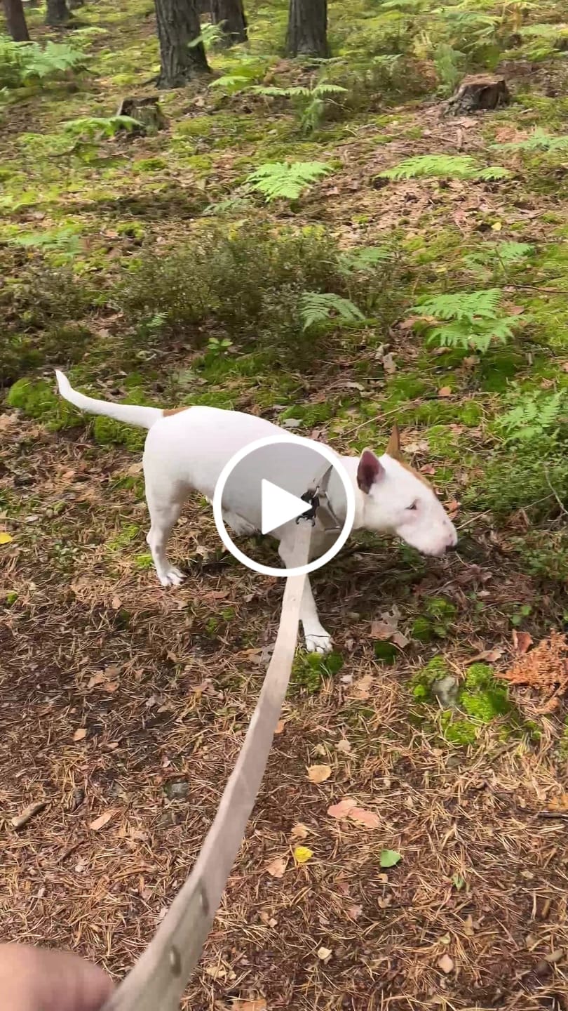Customer video review of Smycz z dodatkową rączką - Guard Leash Black Edition Beżowa