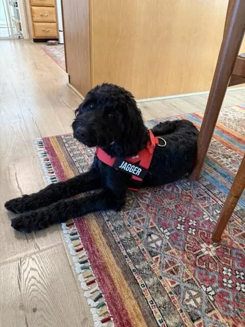 Customer photo review of Doginova™ | Arnés Antitirones para perros