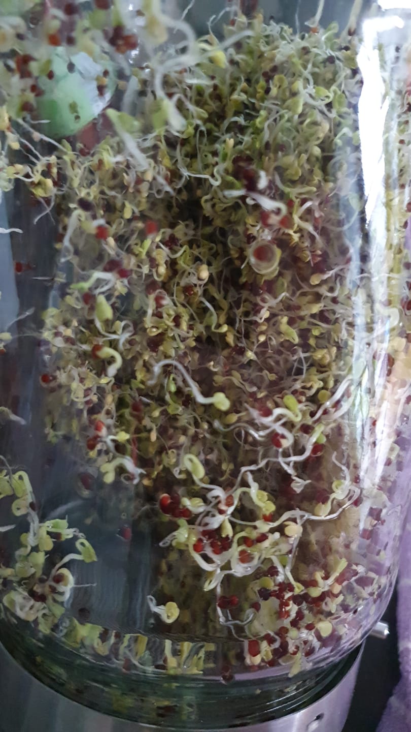 Customer photo review of Keimglas 1700ml The Way We Grow™ aus Glas mit Ständer Biosprosser