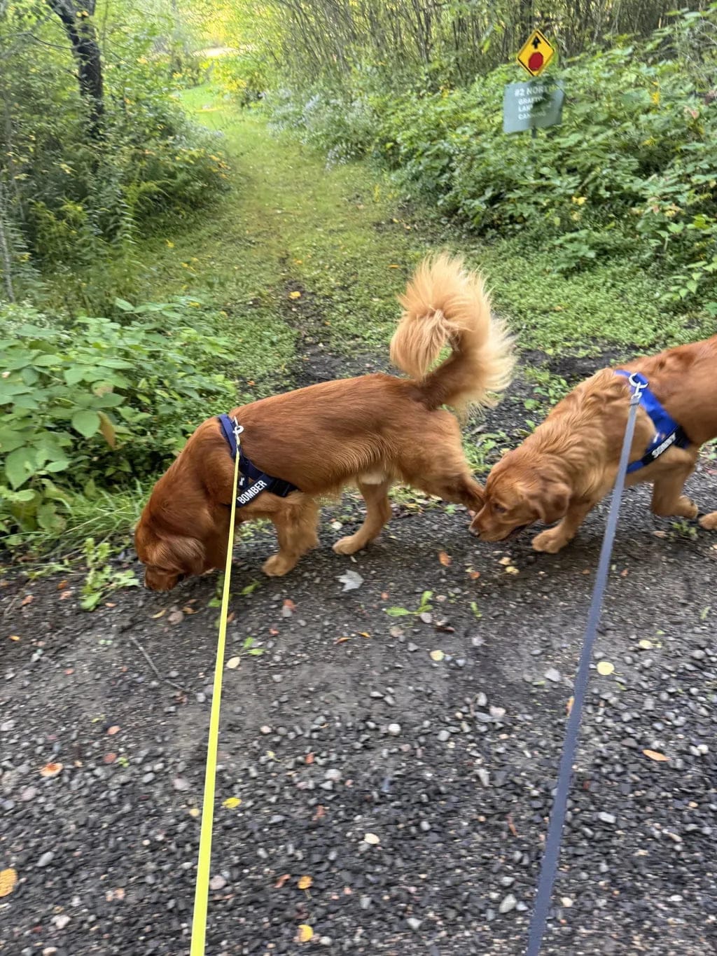 Customer photo review of Doginova™ | Arnés Antitirones para perros