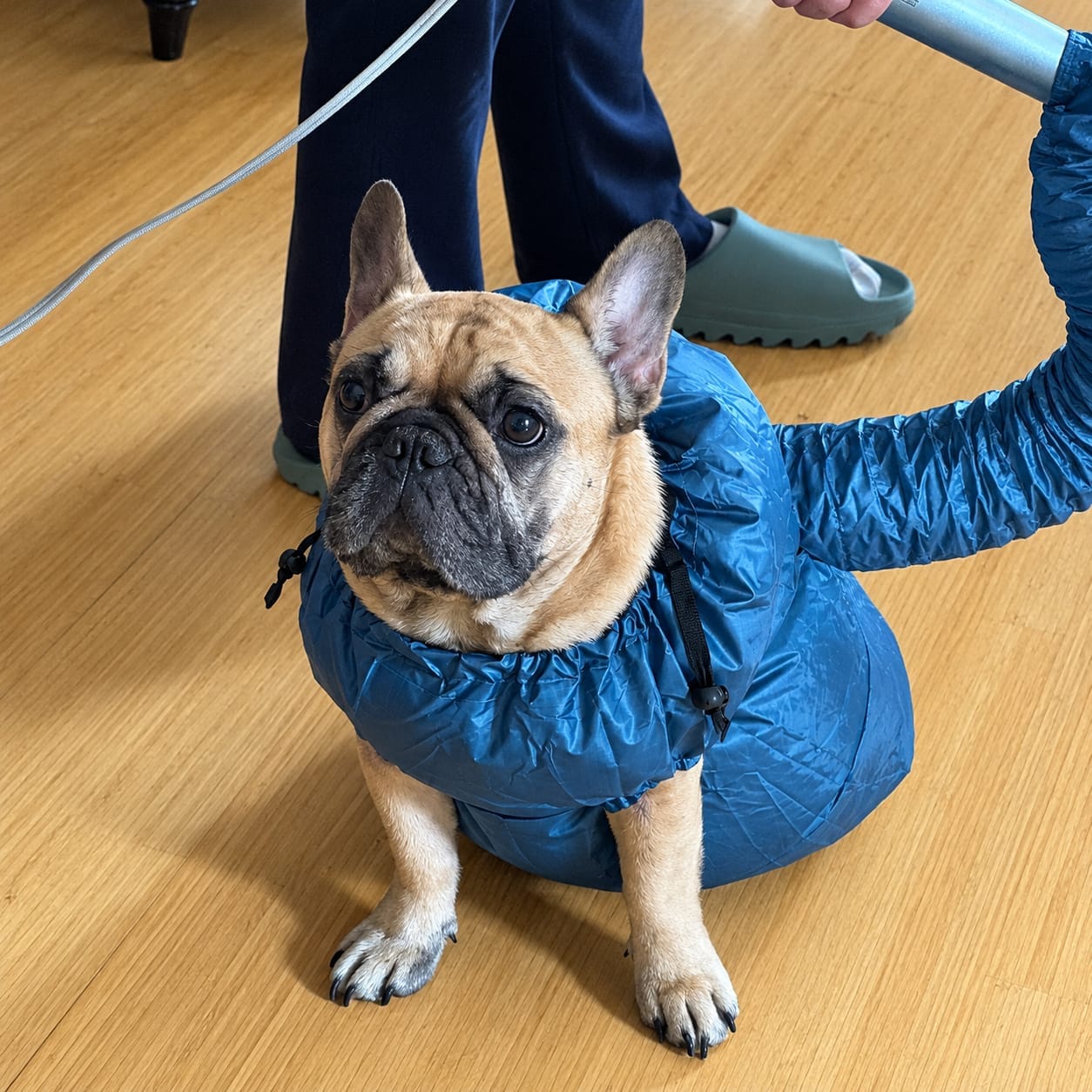 Customer photo review of PawNest ™ - Dog hair dryer