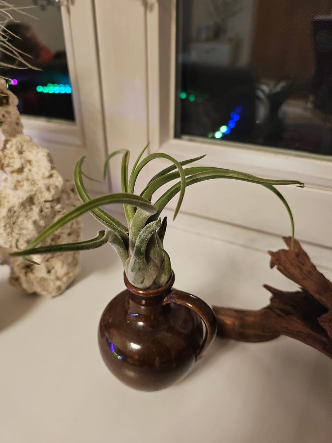 Customer photo review of Tillandsia caput medusae