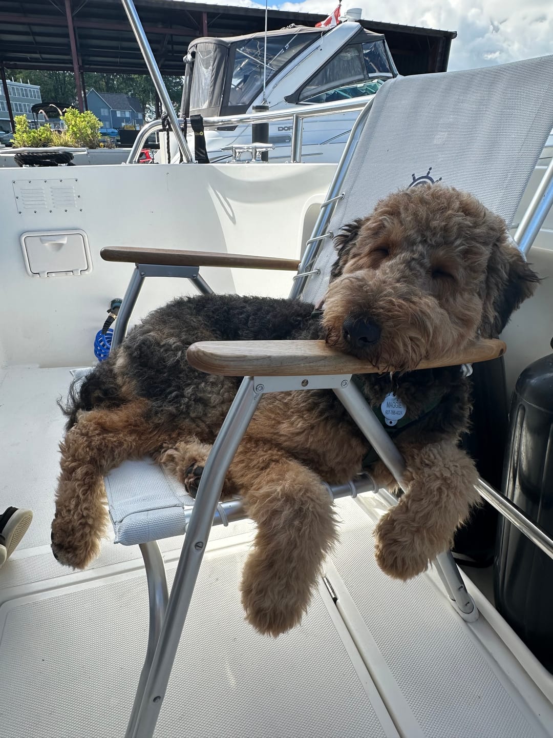 Customer photo review of 12 Inch Extra Thick Bully Sticks