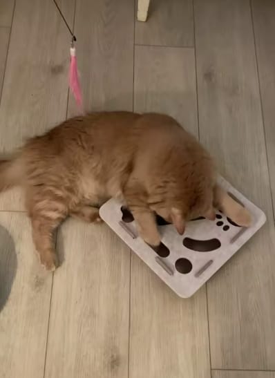 Customer photo review of Pawvly ™ - Cat Puzzle Box