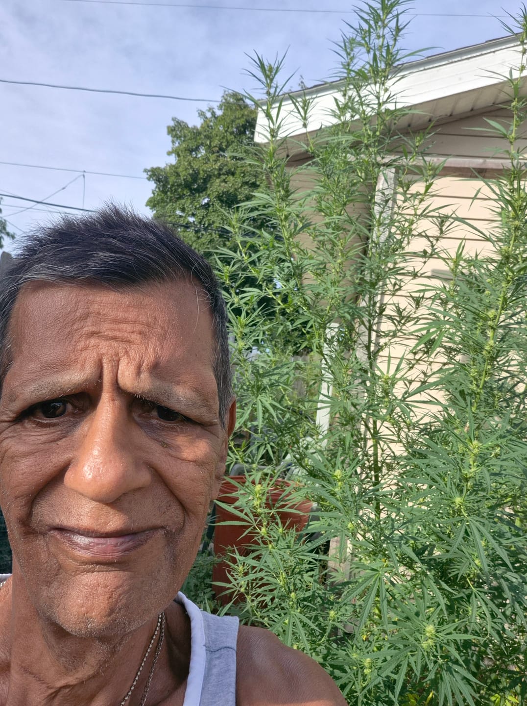 Customer photo review of LITTLES BRAND - Citrus Skunk Littles - 28 Grams - Sativa