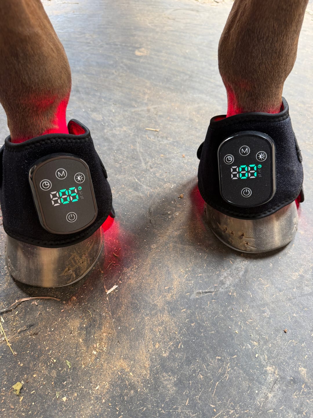 Customer photo review of HorseHalo™ HaloLegs Mini