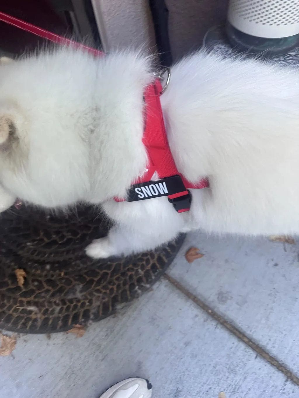 Customer photo review of Doginova™ | Arnés Antitirones para perros