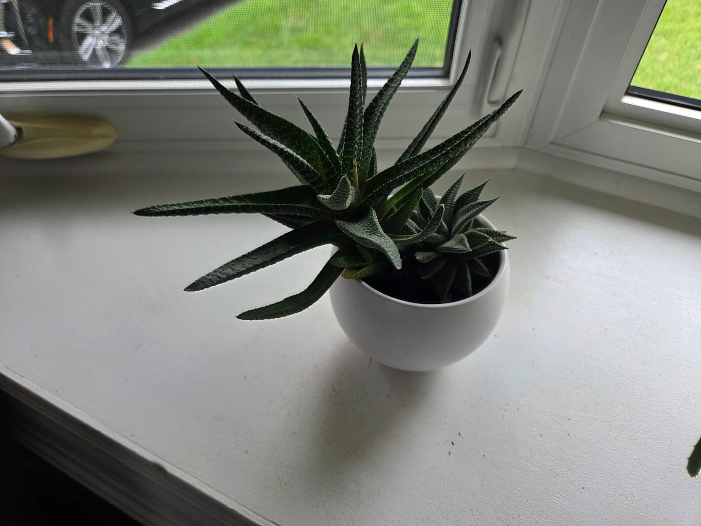 Customer photo review of Kelpy Food for Plants