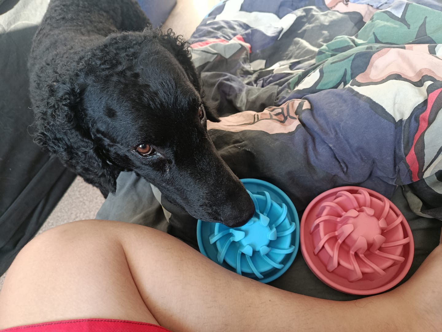 Customer photo review of Family Value Bundle - Best Value for Multi-Dog Homes