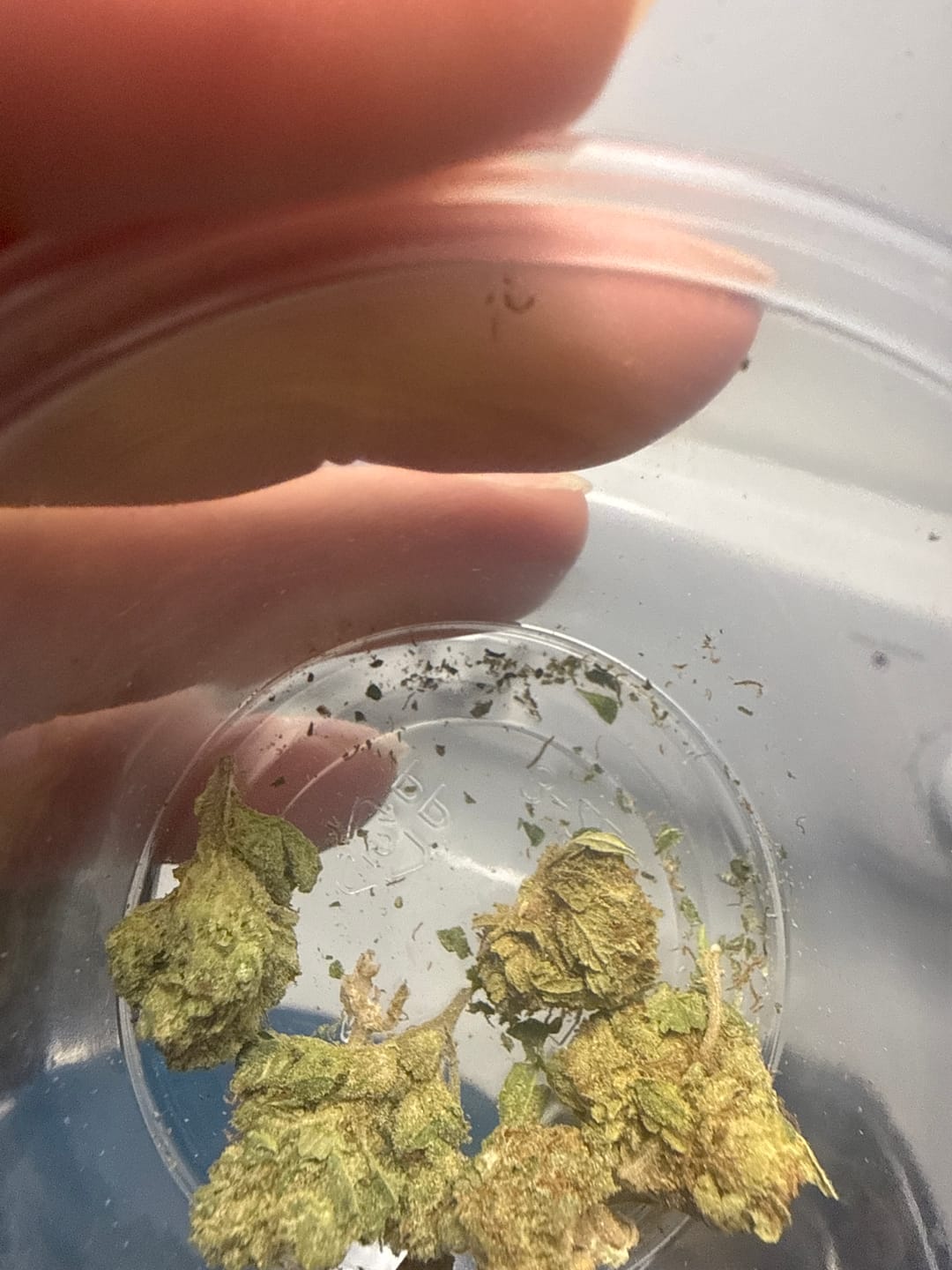 Customer photo review of White Rhino THCA Flower