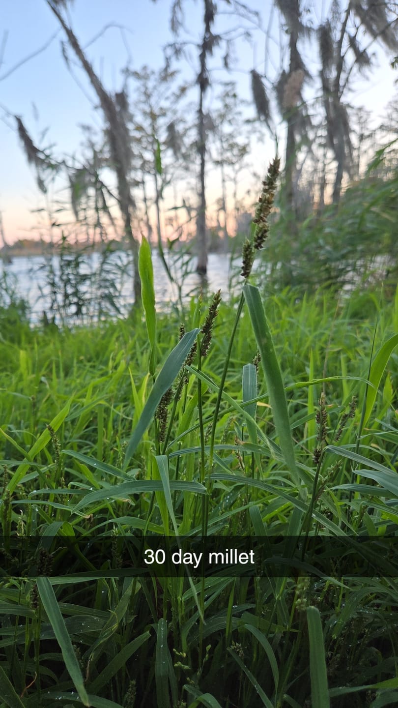 Customer photo review of Waterfowl Blend