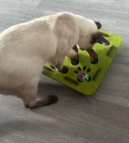 Customer photo review of Pawvly ™ - Cat Puzzle Box