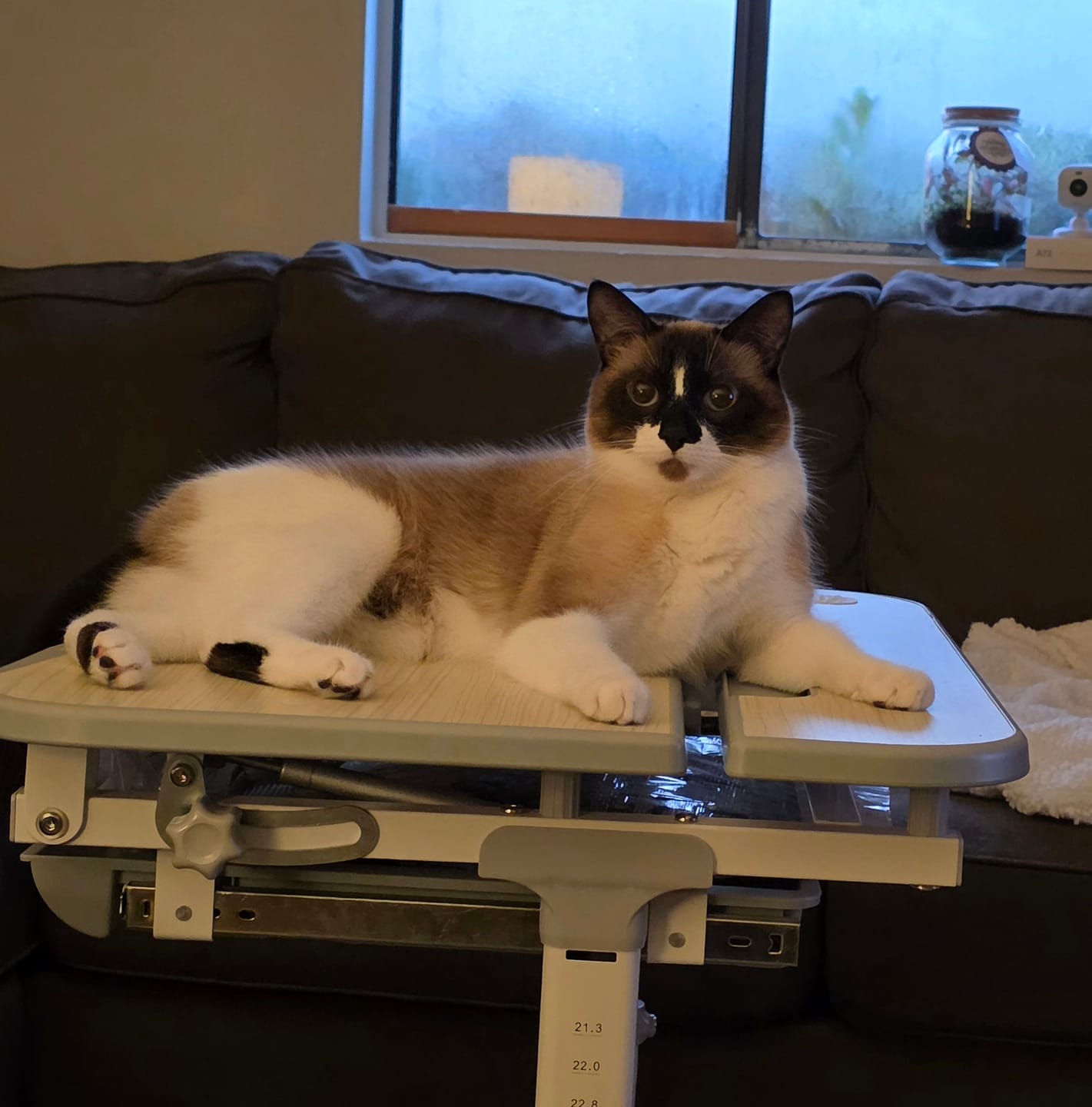Customer photo review of Royal Canin Veterinary Diet - Urinary SO + Calm Dry Cat Food
