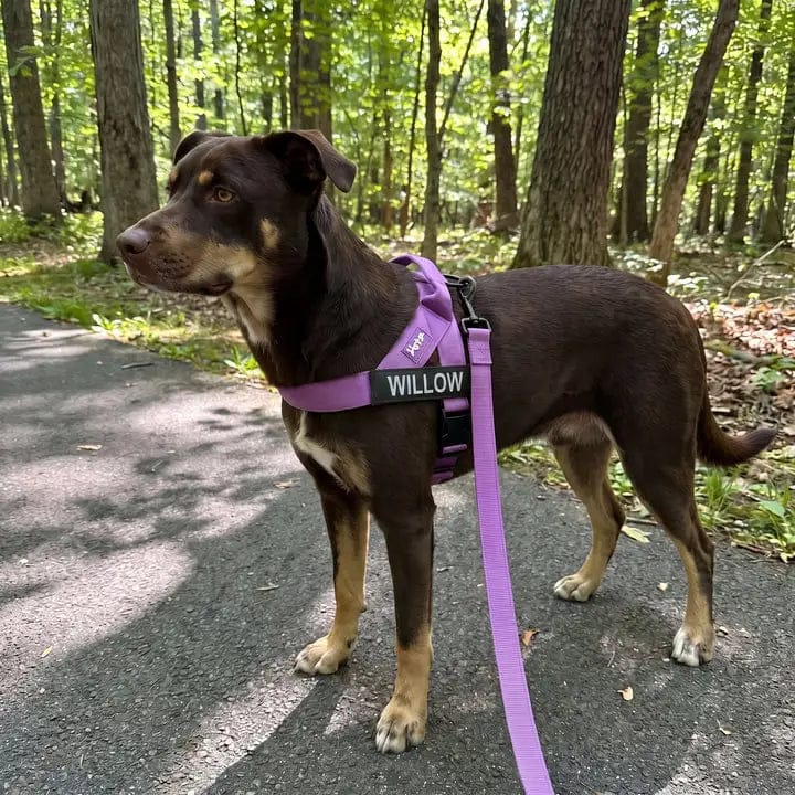 Customer photo review of Doginova™ | Arnés Antitirones para perros
