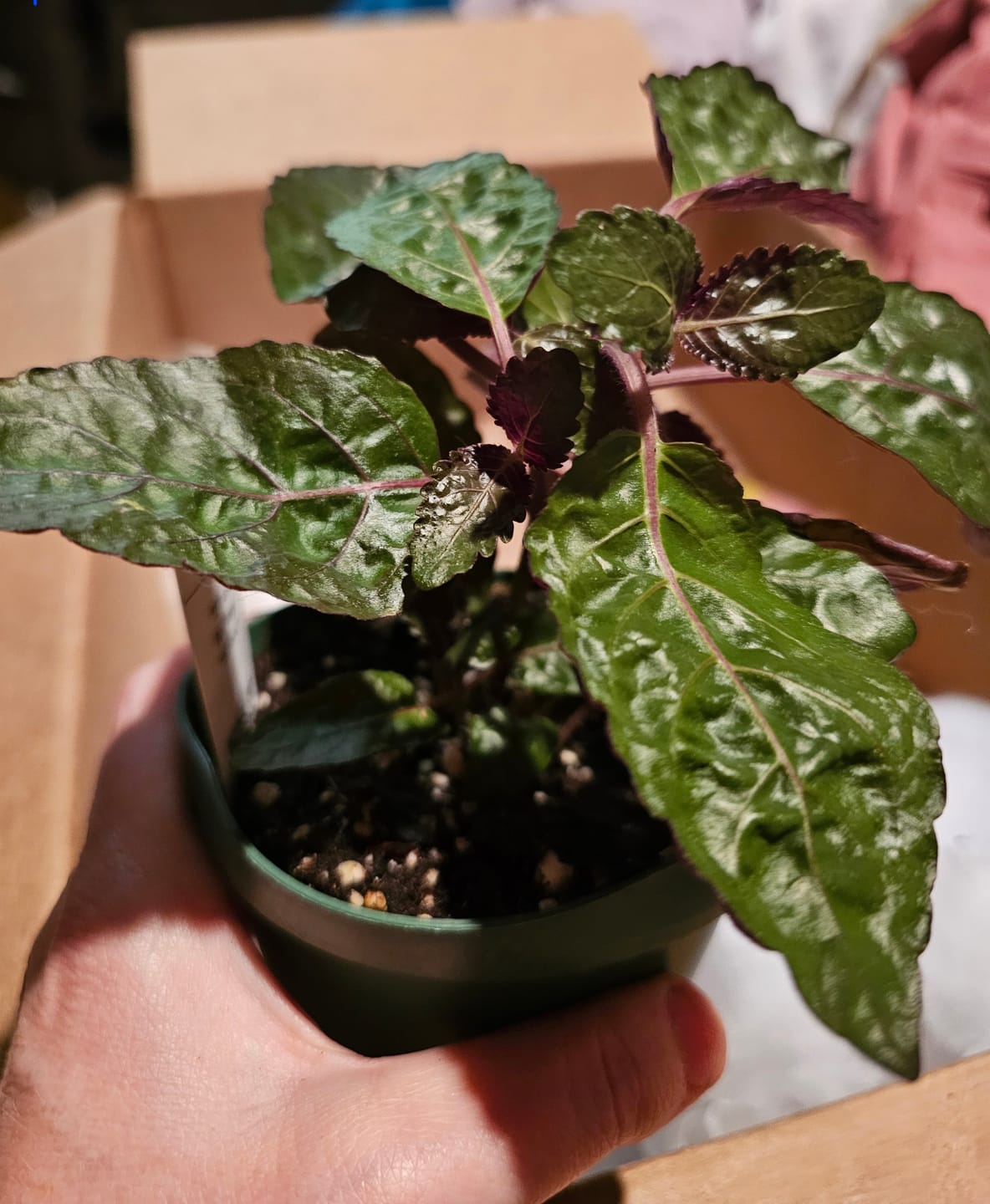 Customer photo review of Hemigraphis alternata "Purple Waffle"