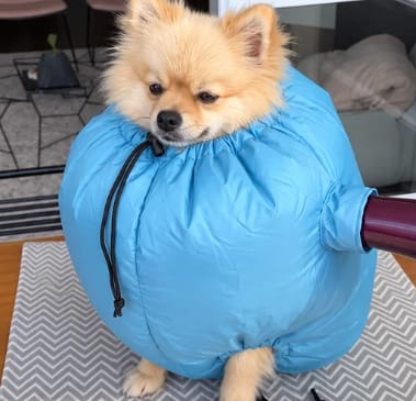 Customer photo review of PawNest ™ - Dog hair dryer