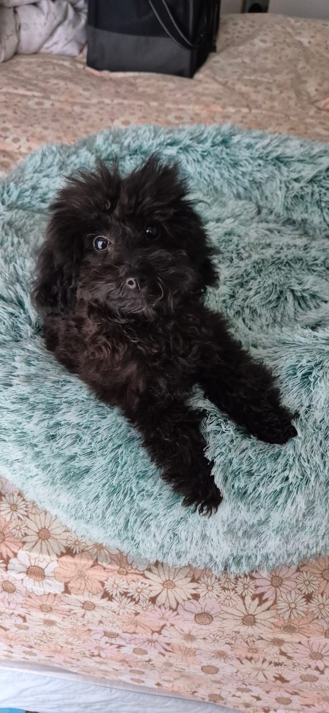 Customer photo review of Calming Pet Bed with Removable Cover