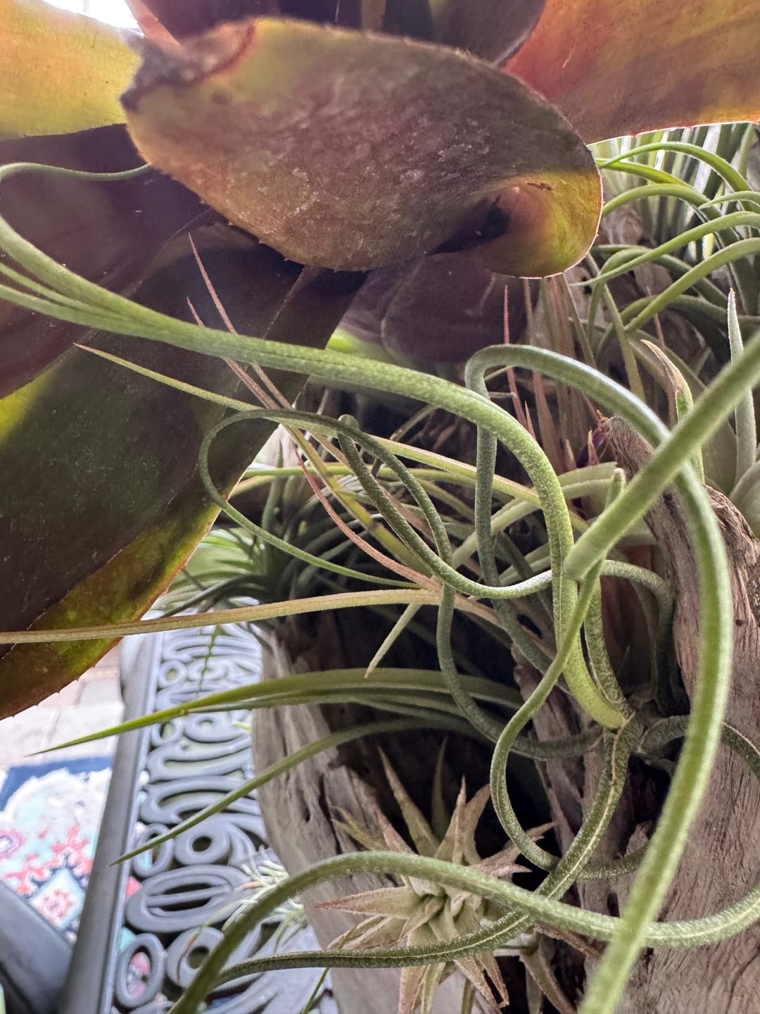 Customer photo review of 15 Pack Premium Air Plants Mix  *Cannot Be Shipped Internationally*