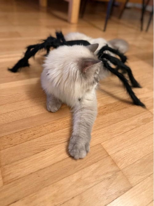 Customer photo review of Disfraz de araña para Halloween