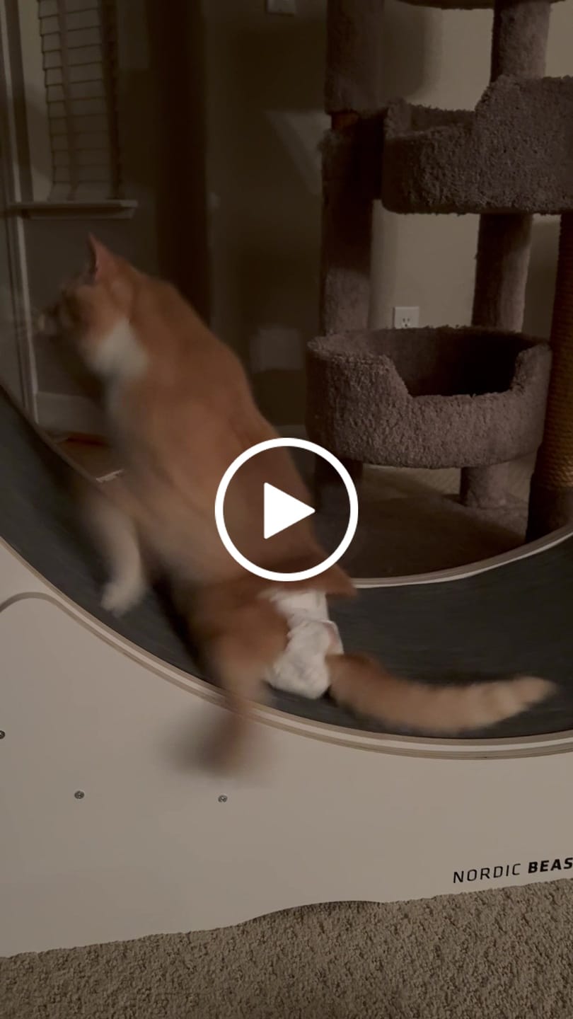 Customer video review of Nordic Beast Cat Wheel — Built for Large, High Energy Indoor Cats