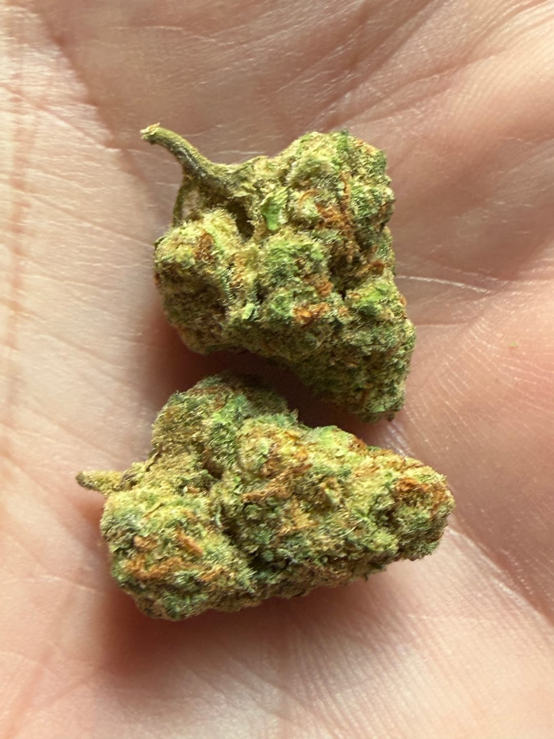 Customer photo review of Gastro Bomb Littles - Bulk Littles - Indica