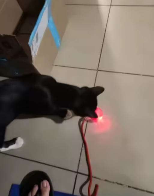 Customer photo review of Purrlyn Zoomie Ball