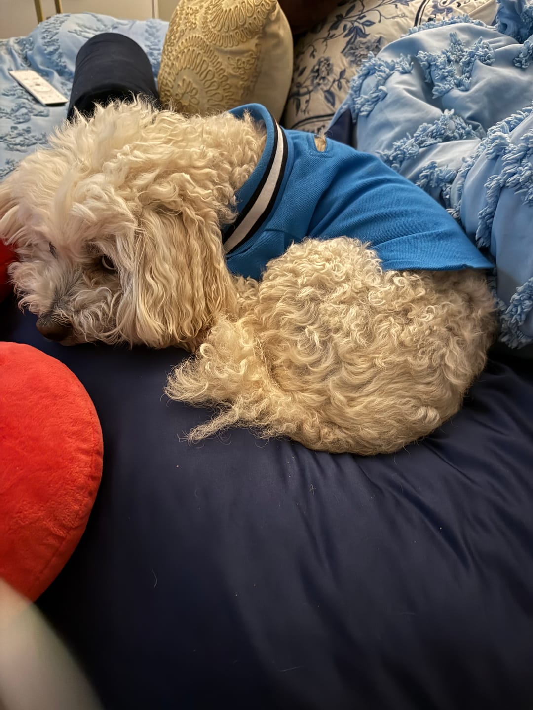Customer photo review of Tommy Hilfiger Flag Collar & Cuffs Dog Polo | Designer Dog Polo