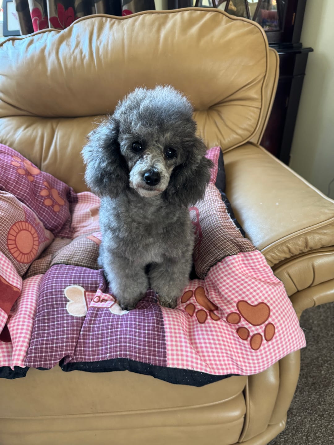 Customer photo review of Total Probiotic Tablets For Dogs