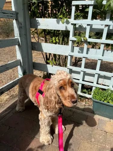 Customer photo review of Harnais pour chien anti-traction Dog Trotter™