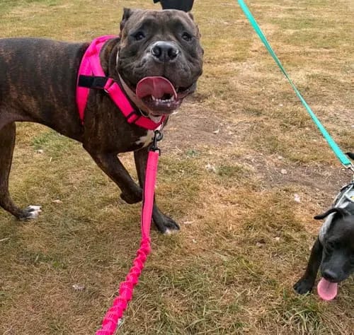 Customer photo review of Harnais pour chien anti-traction Dog Trotter™