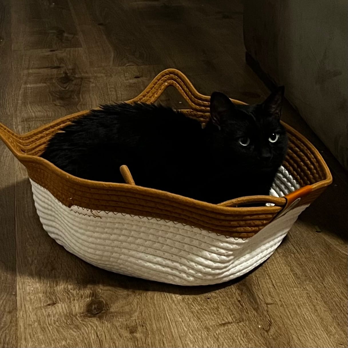 Customer photo review of Instinct Basket | Meet the first research-backed natural territory for indoor cats