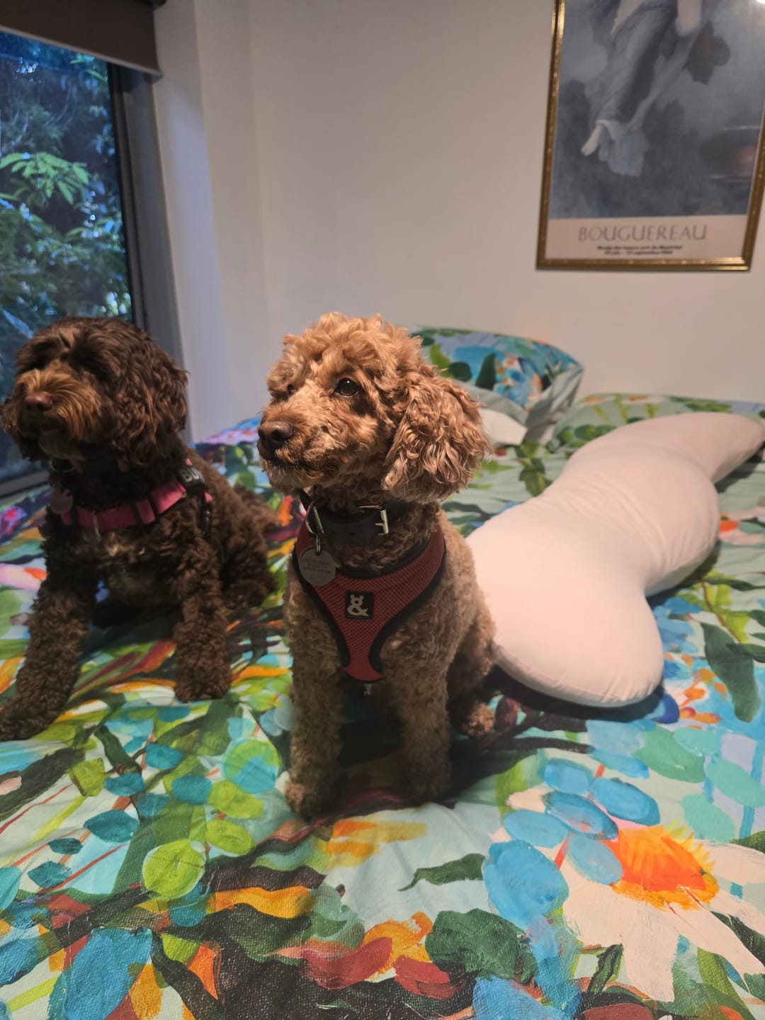 Customer photo review of Snuggi Body Align Pillow