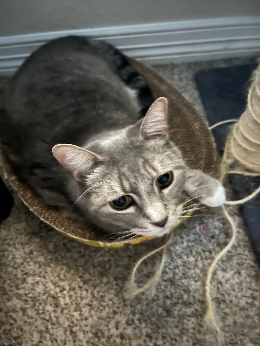 Customer photo review of Breathe Easy Cat Cold, Sneezing & Respiratory Support