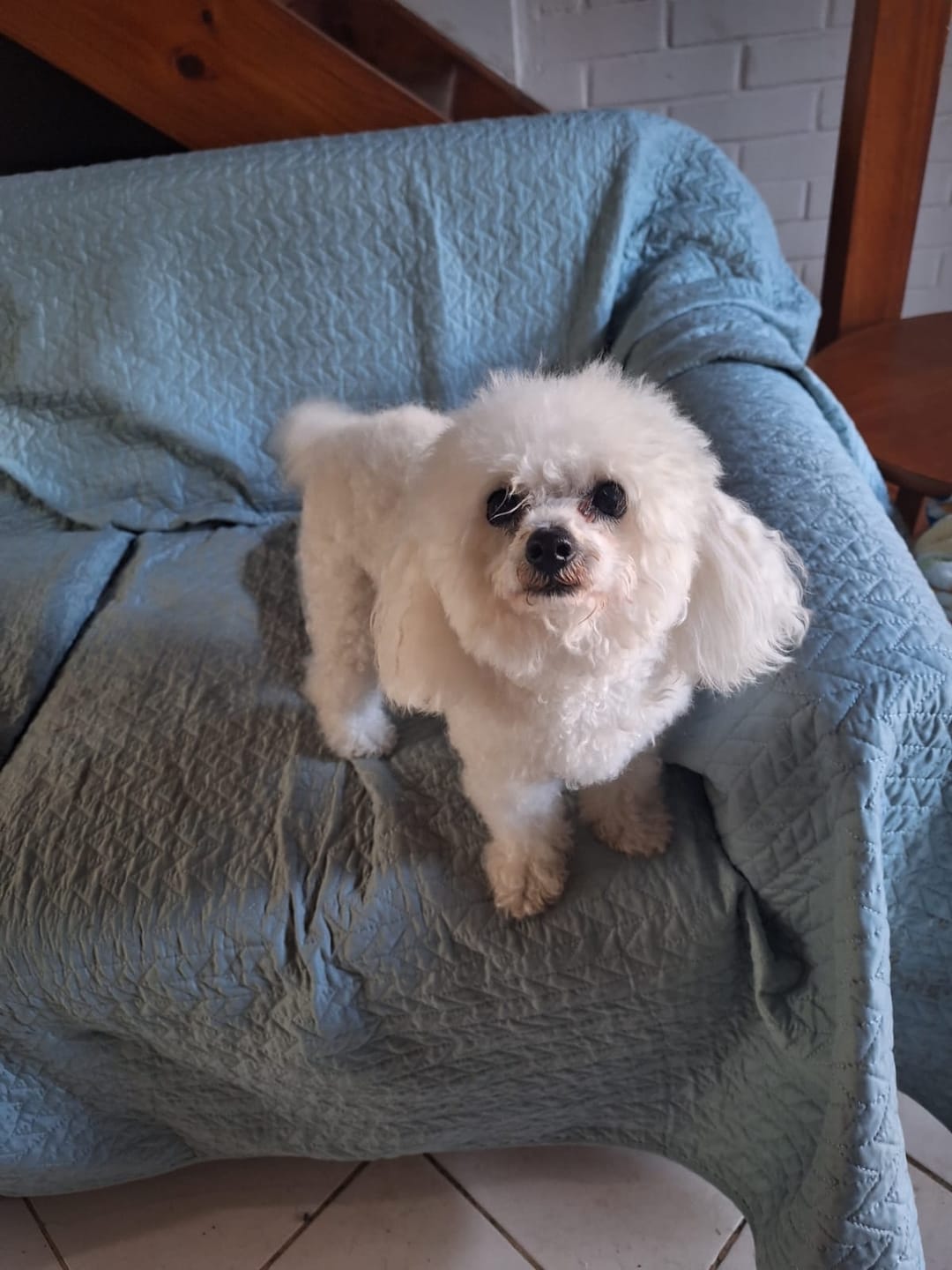 Customer photo review of PetFamily Foods Grain Free