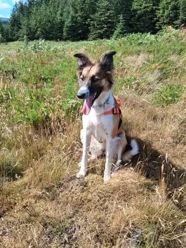 Customer photo review of Harnais pour chien anti-traction Dog Trotter™