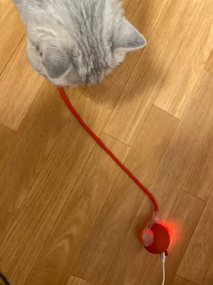 Customer photo review of Purrlyn Zoomie Ball