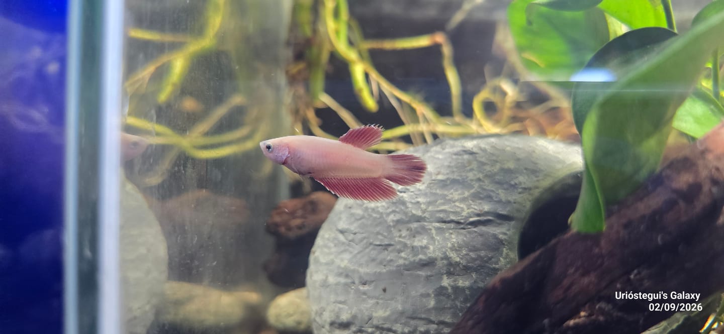 Customer photo review of Purple Halfmoon Female Betta Fish | Collector Grade