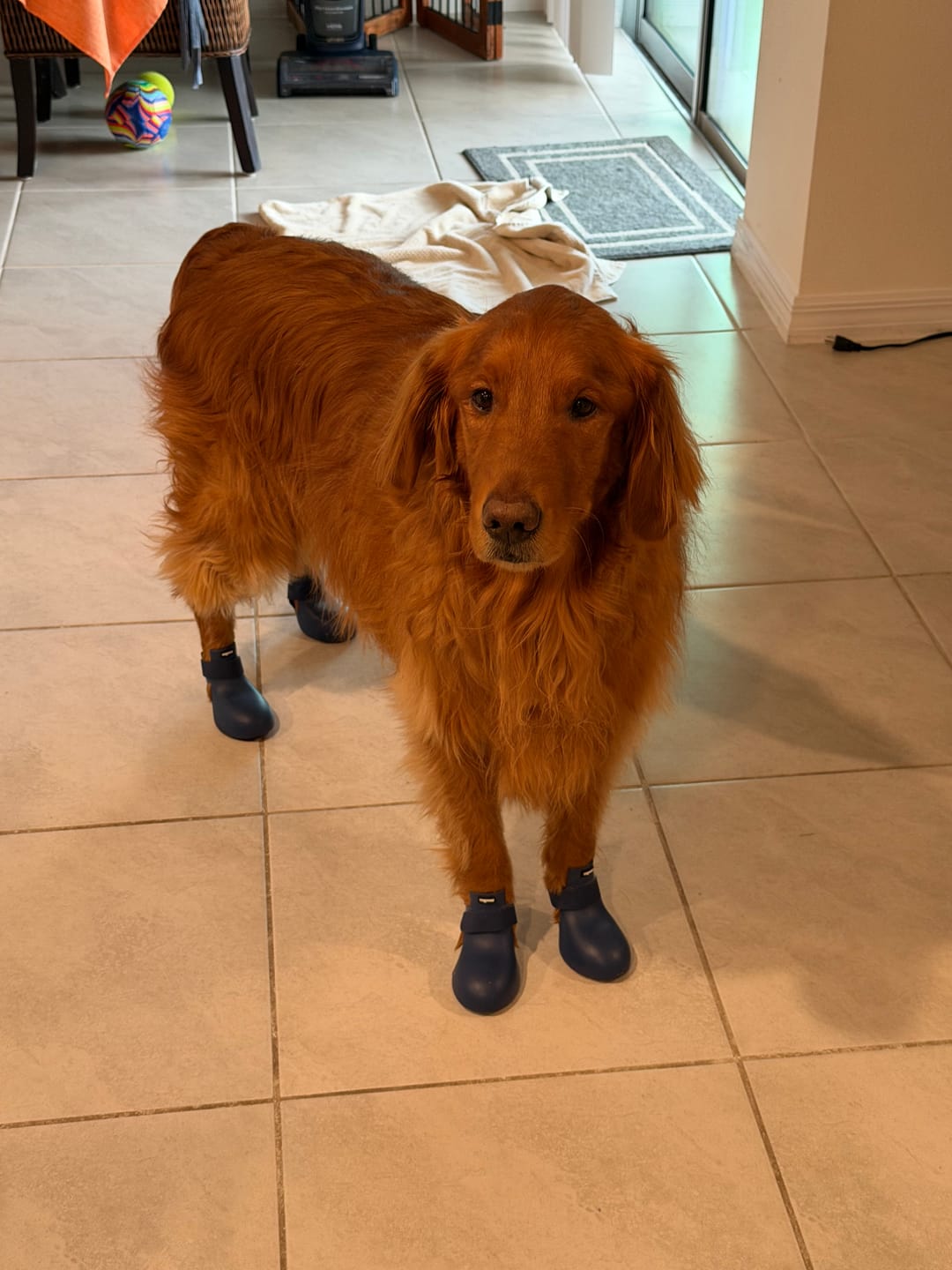 Customer photo review of WagWellies® by wagwear