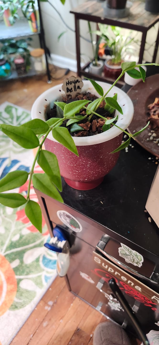 Customer photo review of Hoya lanceolata subsp. bella