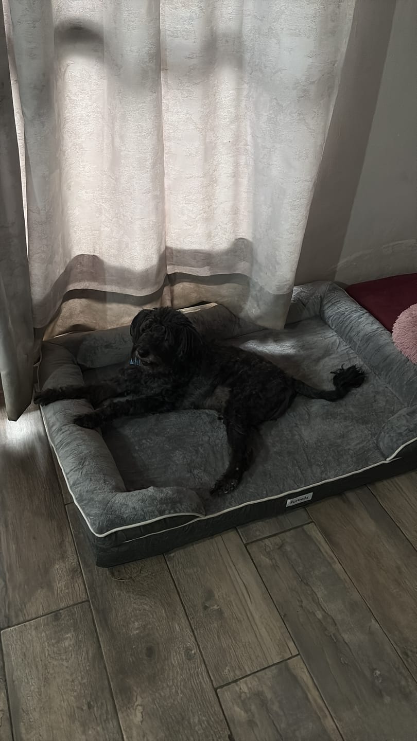 Customer photo review of Cama Ortopédica para Perros