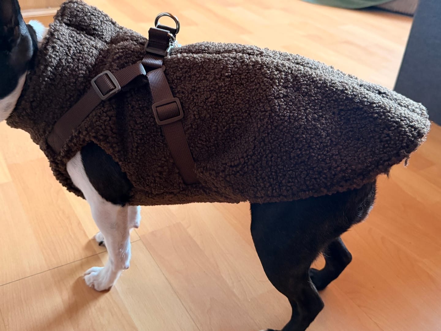Customer photo review of Teddyfleece-Hundemantel mit integriertem Geschir Espresso