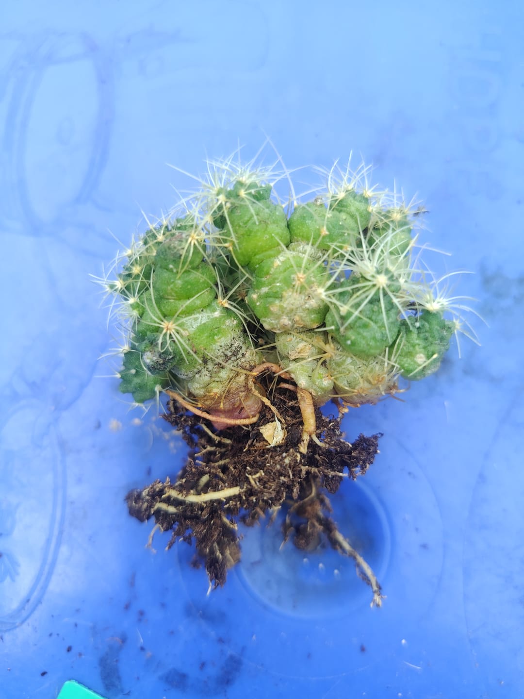 Customer photo review of Mammillaria bocasana cv. Fred