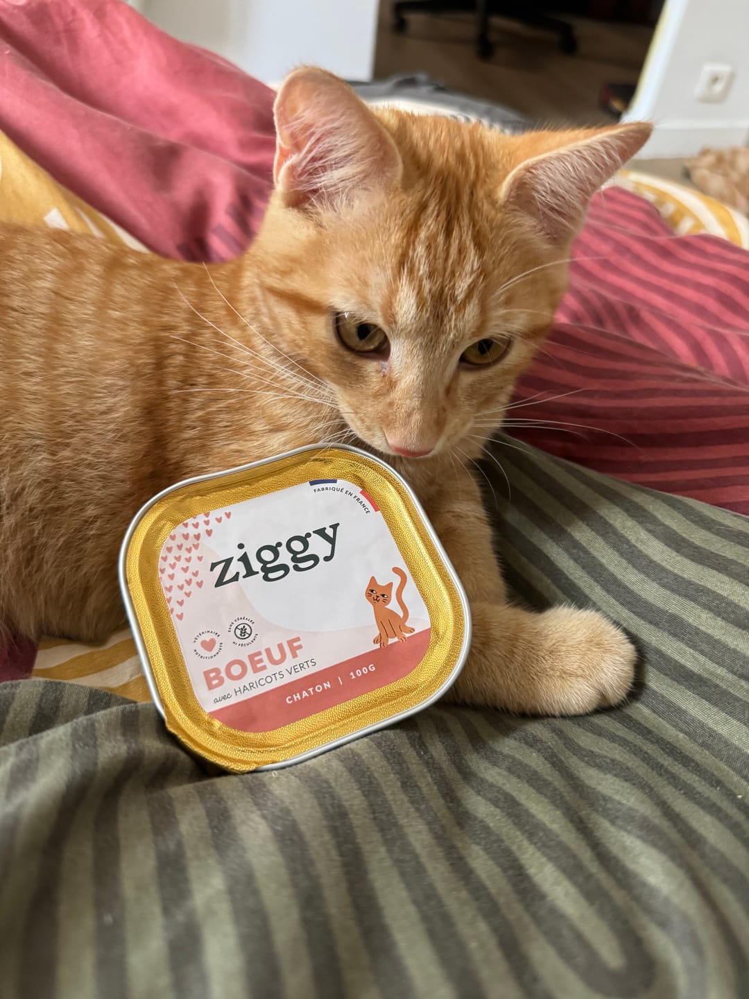 Customer photo review of Pâtée Chaton Sans Céréales - Boeuf