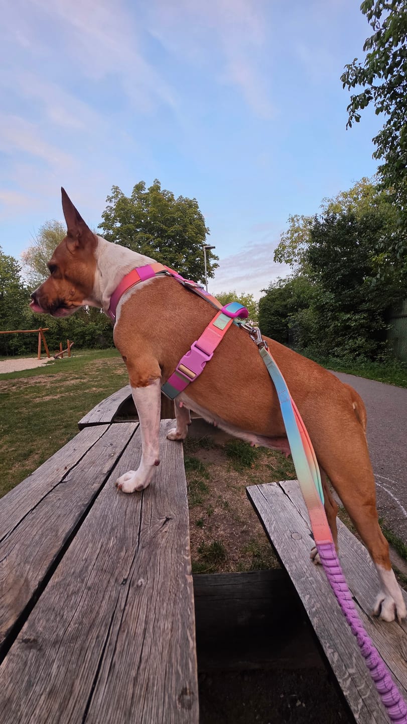 Customer photo review of Comfort Control No-Pull Dog Harness and Multipurpose Leash Set - Pastel Icing