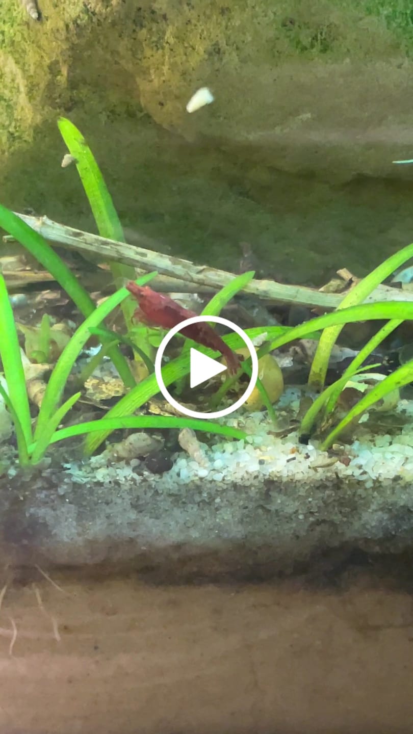 Customer video review of Fire Red Cherry Shrimp