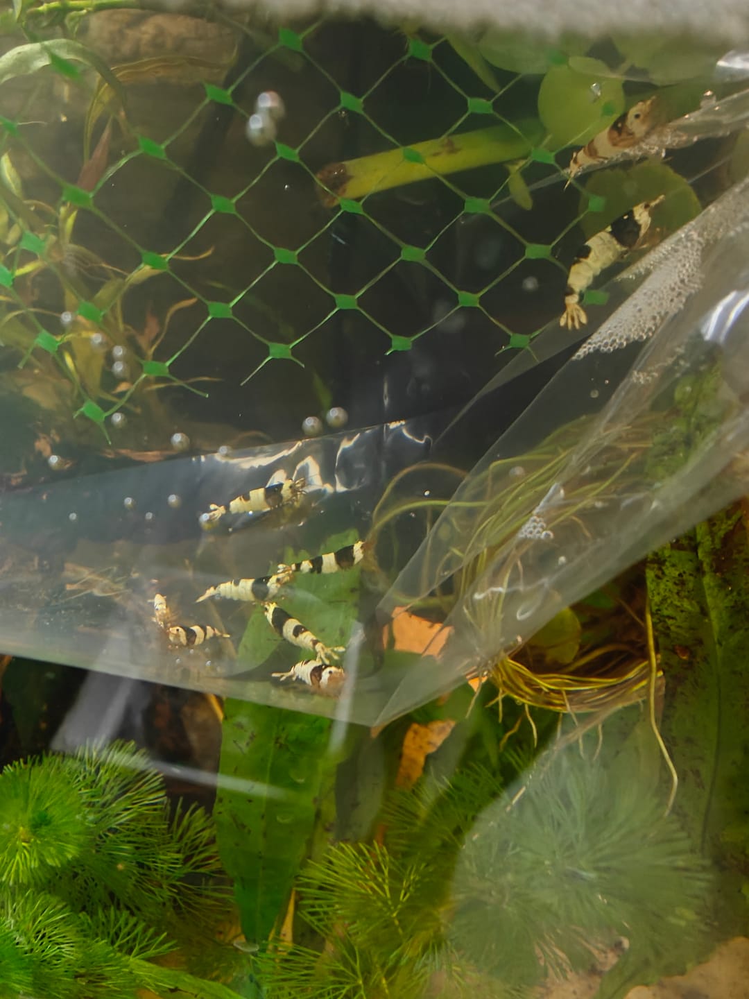 Customer photo review of Crystal Black Shrimp