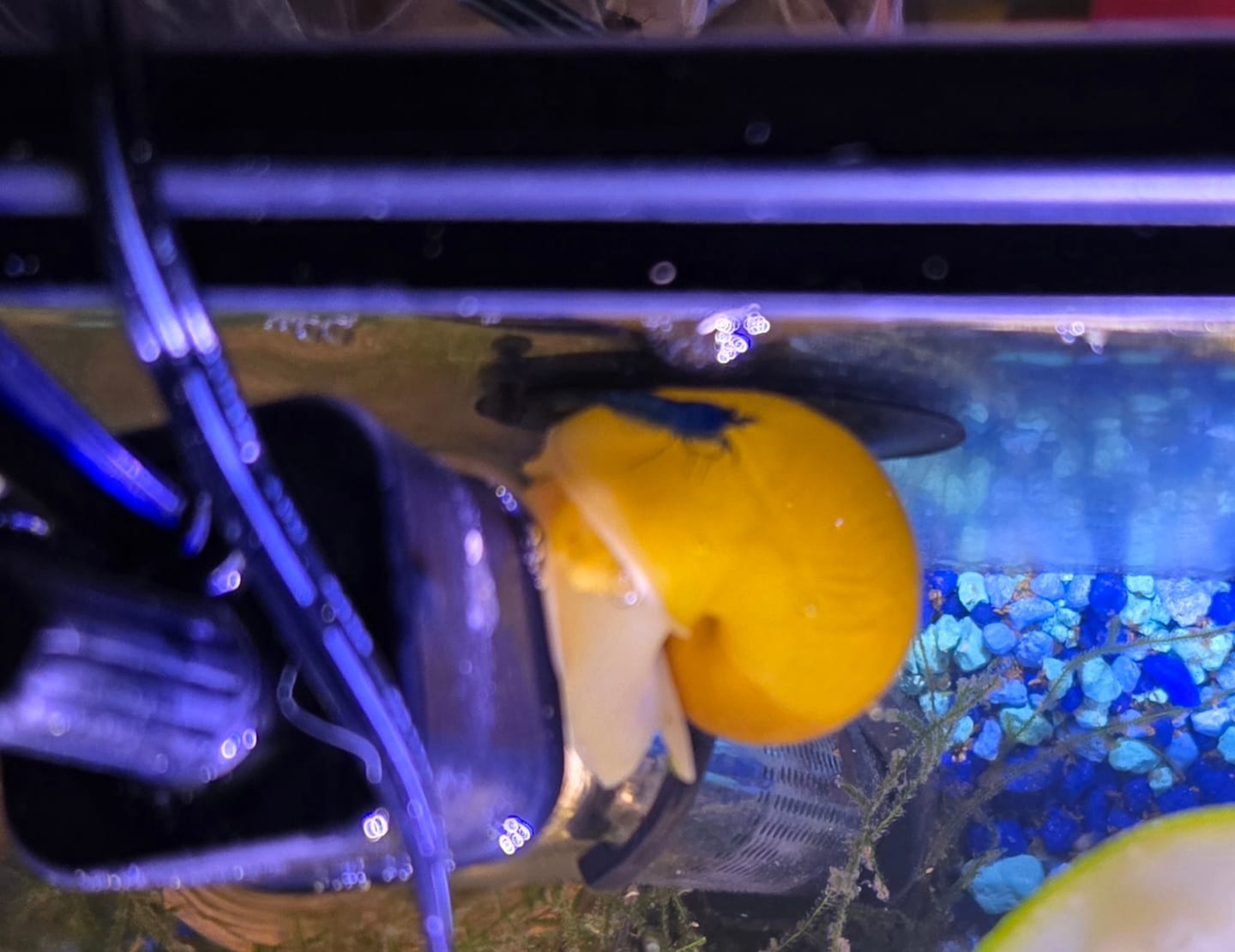Customer photo review of Blue Dream Shrimp