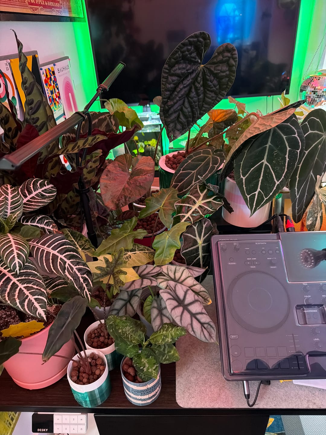 Customer photo review of Soil Refresh