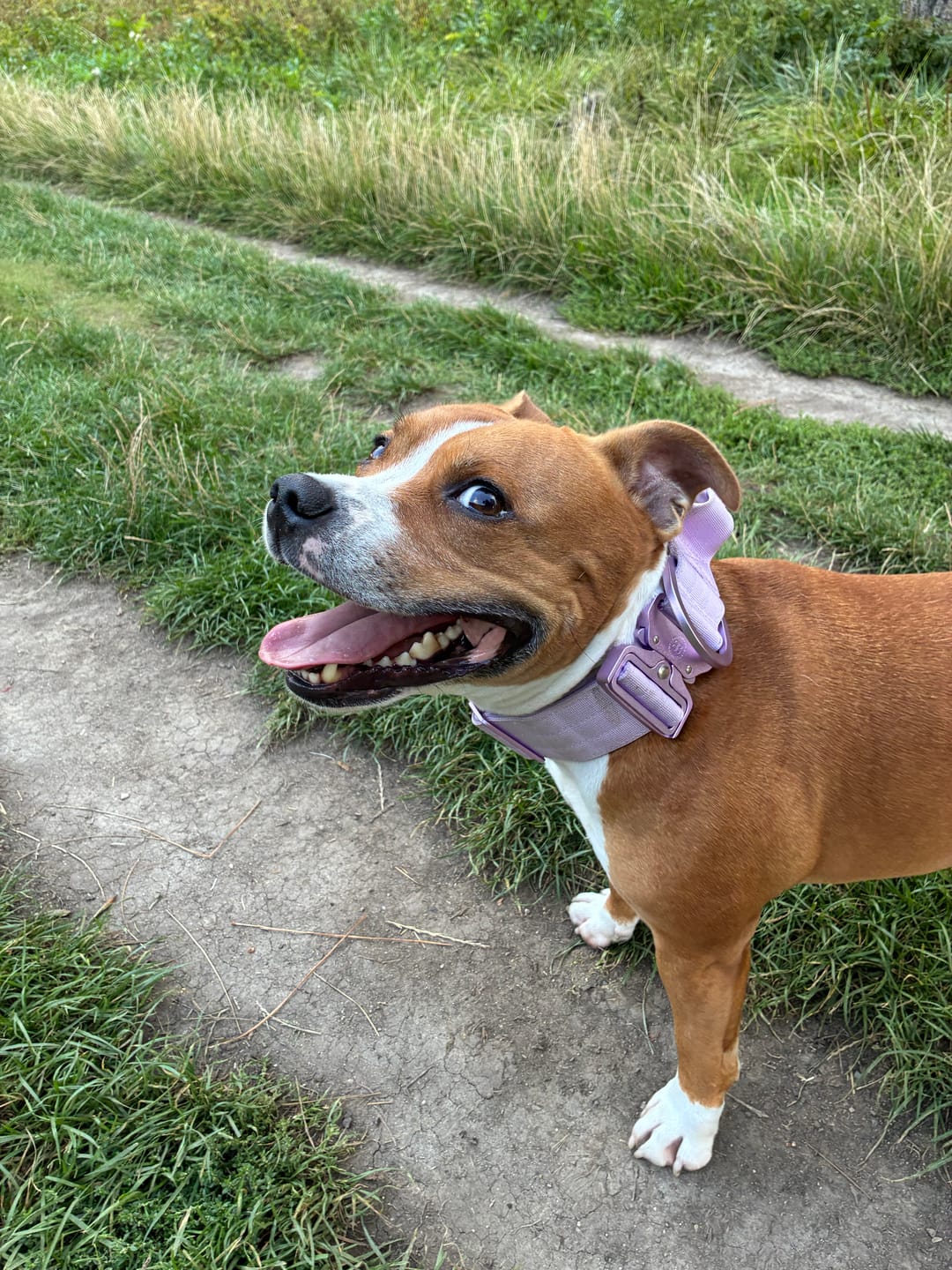 Customer photo review of 5cm Lighter Combat® Collar | With Handle Secure Clip - Lavender X Ube